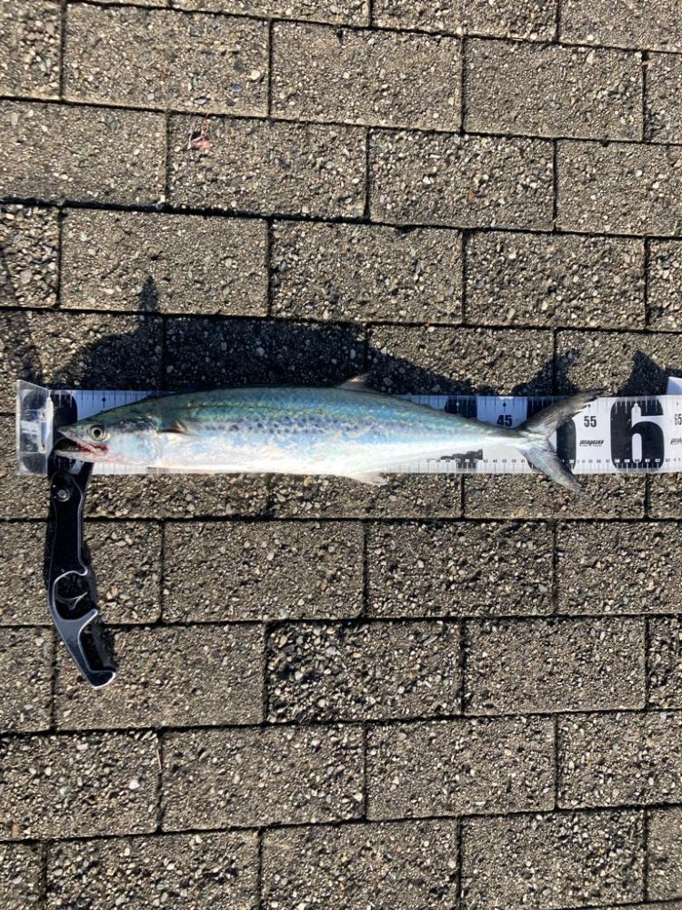 湾奥は北東強風。青牙マルチ。。