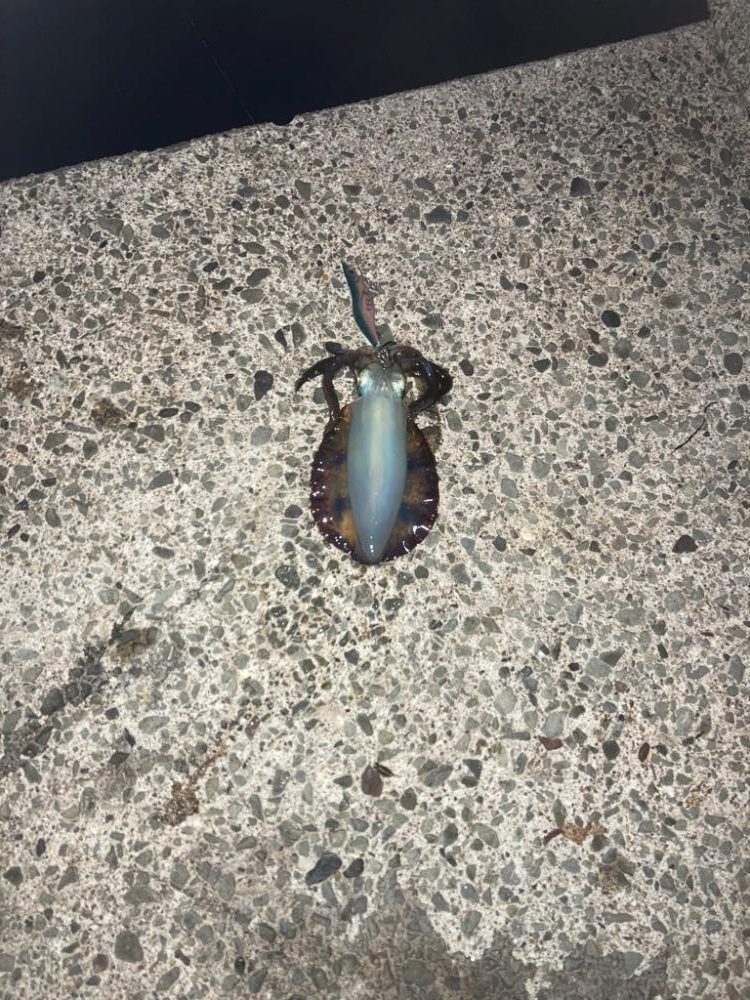 この秋一番のサイズ