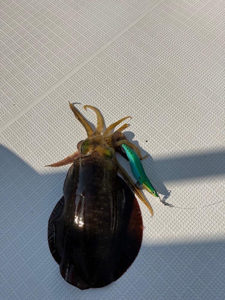 明石タイラバとアオリ