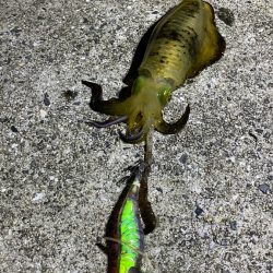 和歌山エギング