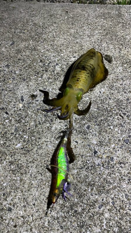 和歌山エギング