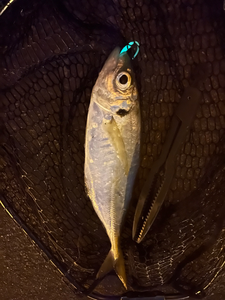 尺まであと少し