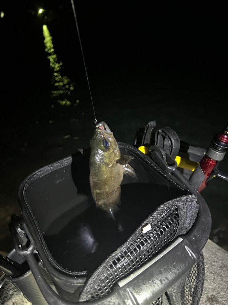 メバルを探しに