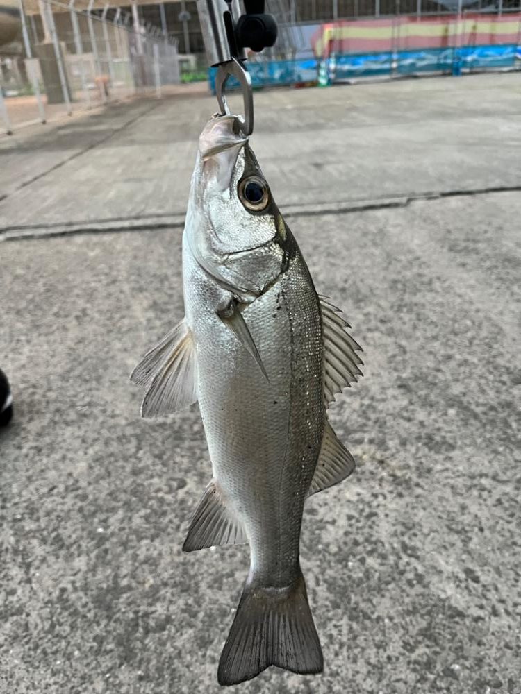 また青物は釣れませんでした。
