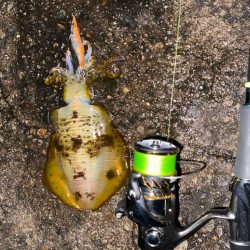 アオリとシーバス