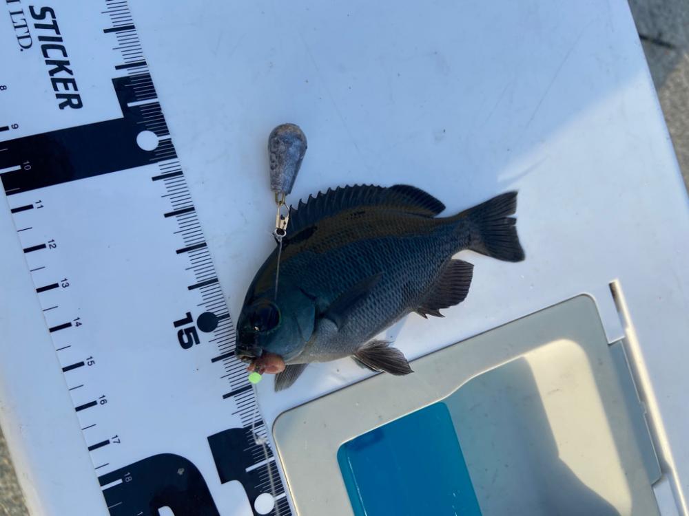 ちょい投げシロギスタのさらばディアルーナ