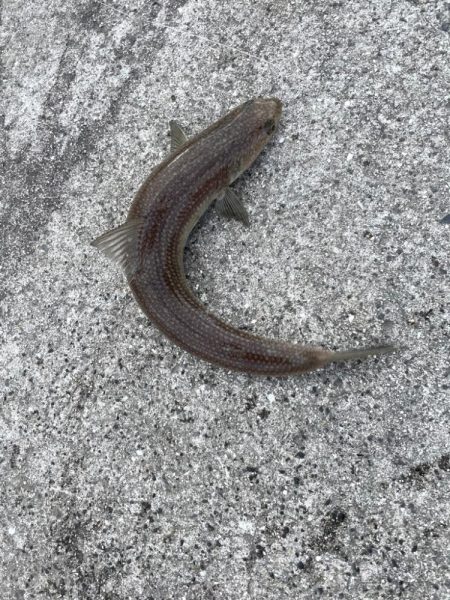 超初心者の釣り記録④🎣