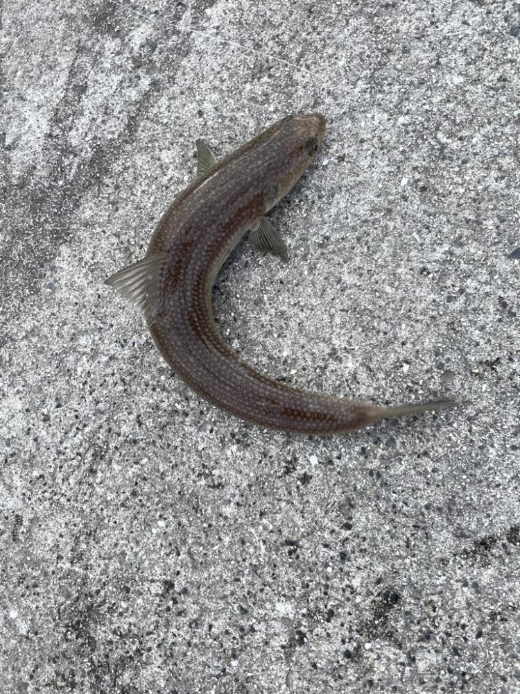 超初心者の釣り記録④🎣