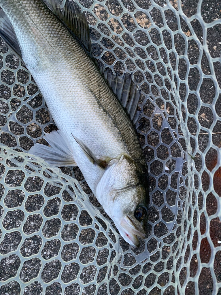 淀川のシーバス