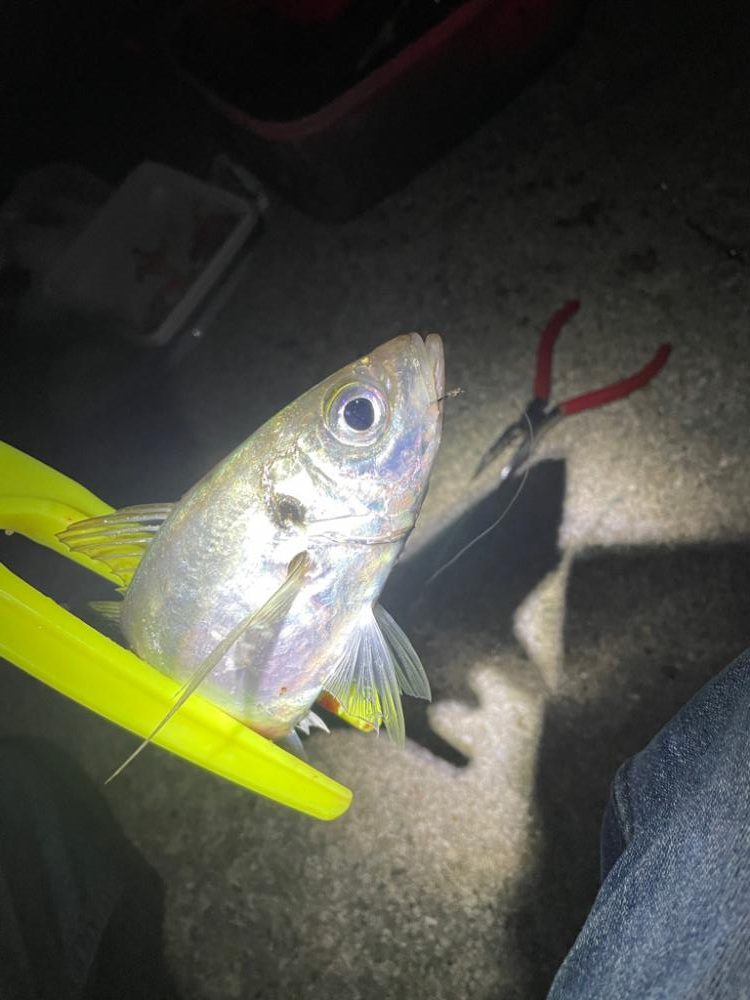 アジ狙いの釣り