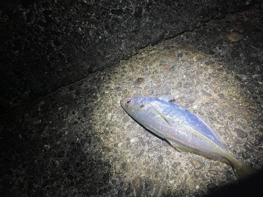 サイズアップを狙ってまたアジ釣りに行きました