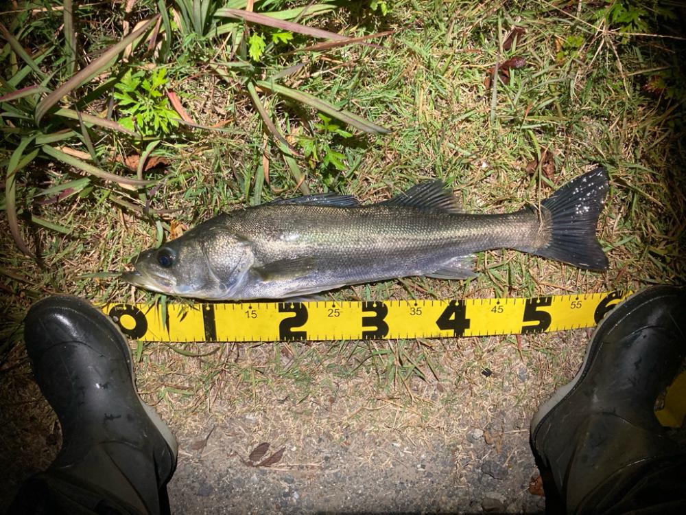 シーバスフィッシング