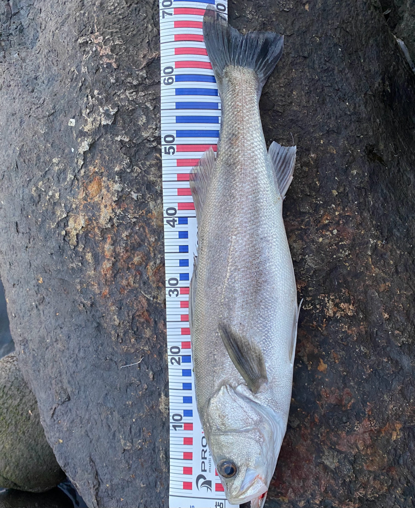 今日もシーバス