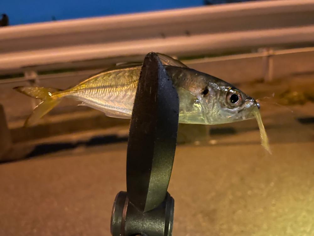 爆風アジング釣行！