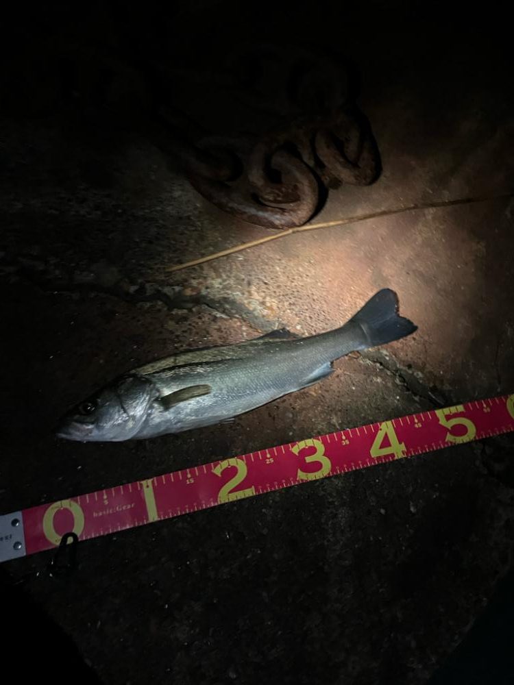 30分でツーキャッチ