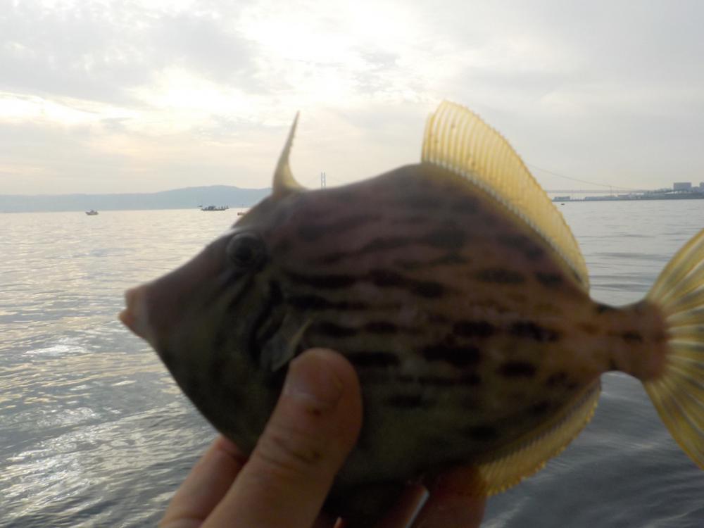 カワハギ第2 戦〜大雄丸〜