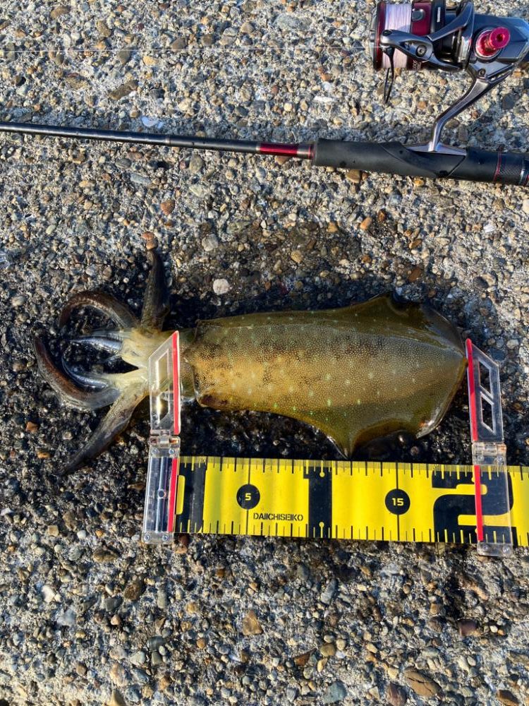 デイエギング　サイズも中々(^｡^)