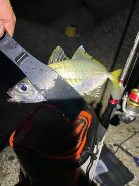 神戸ナイトアジング