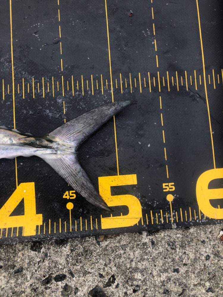 武庫川一文字でサワラ狙い