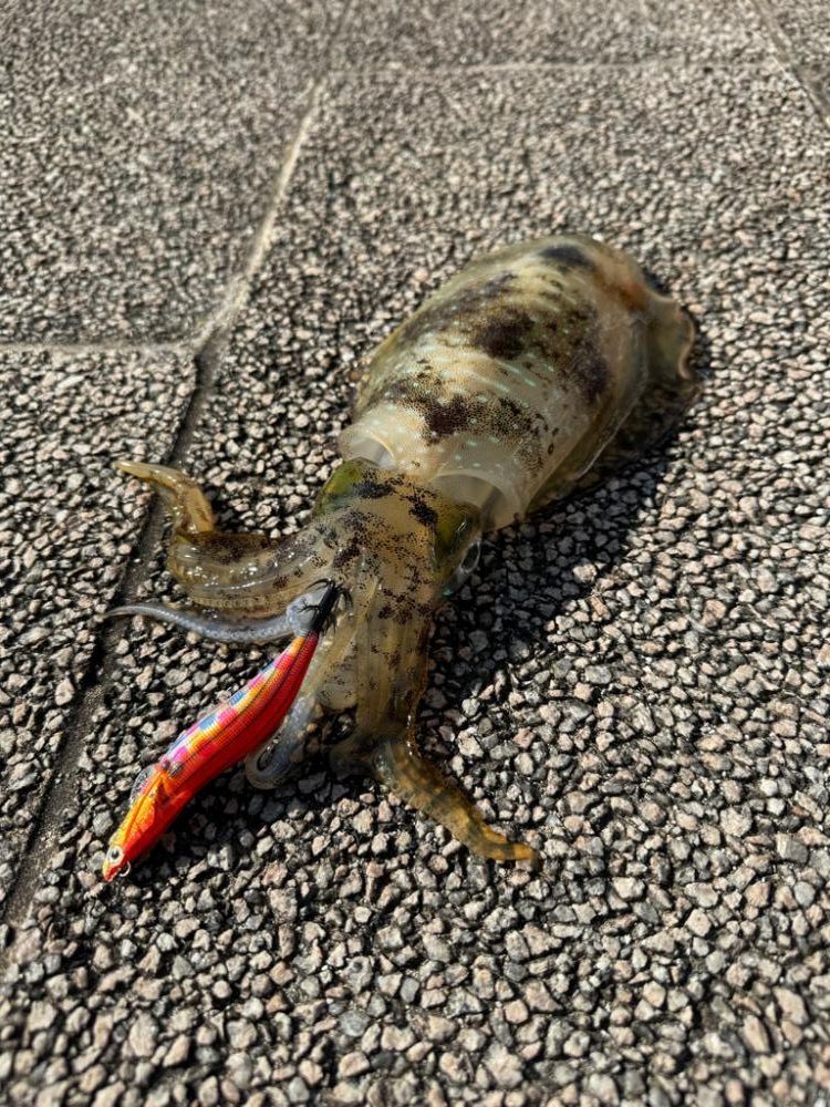 エギングシーズンも終盤？サイズ狙いの釣行へ