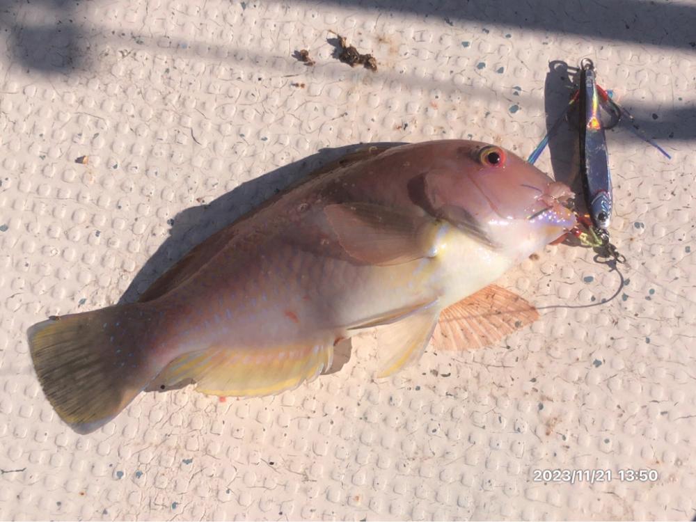 11/21 伊島沖ジギング