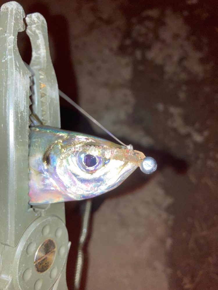 南港爆風アジング