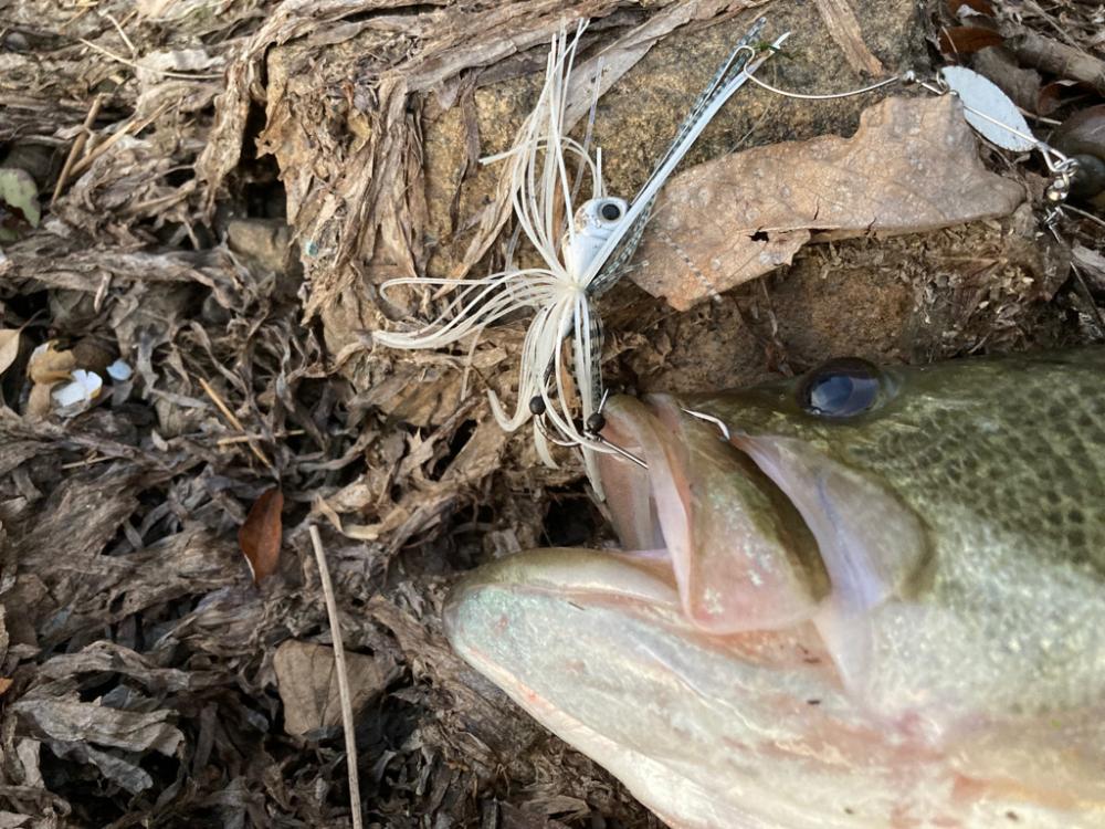 スピナーベイトで55cm