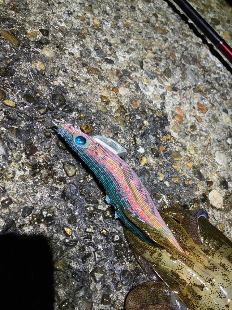 ナイトエギング 潮が動けばアオリ🦑釣れる(^.^)