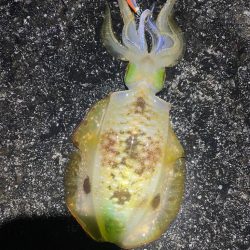 2023 佐渡ヶ島エギング 44回目【10…