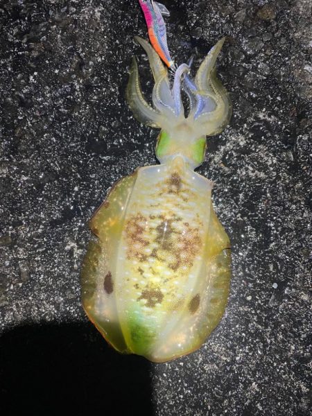 2023 佐渡ヶ島エギング 44回目【10…