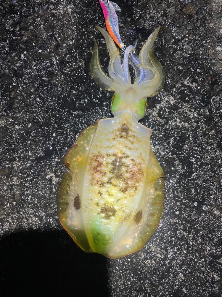 2023 佐渡ヶ島エギング 44回目【10月30日】