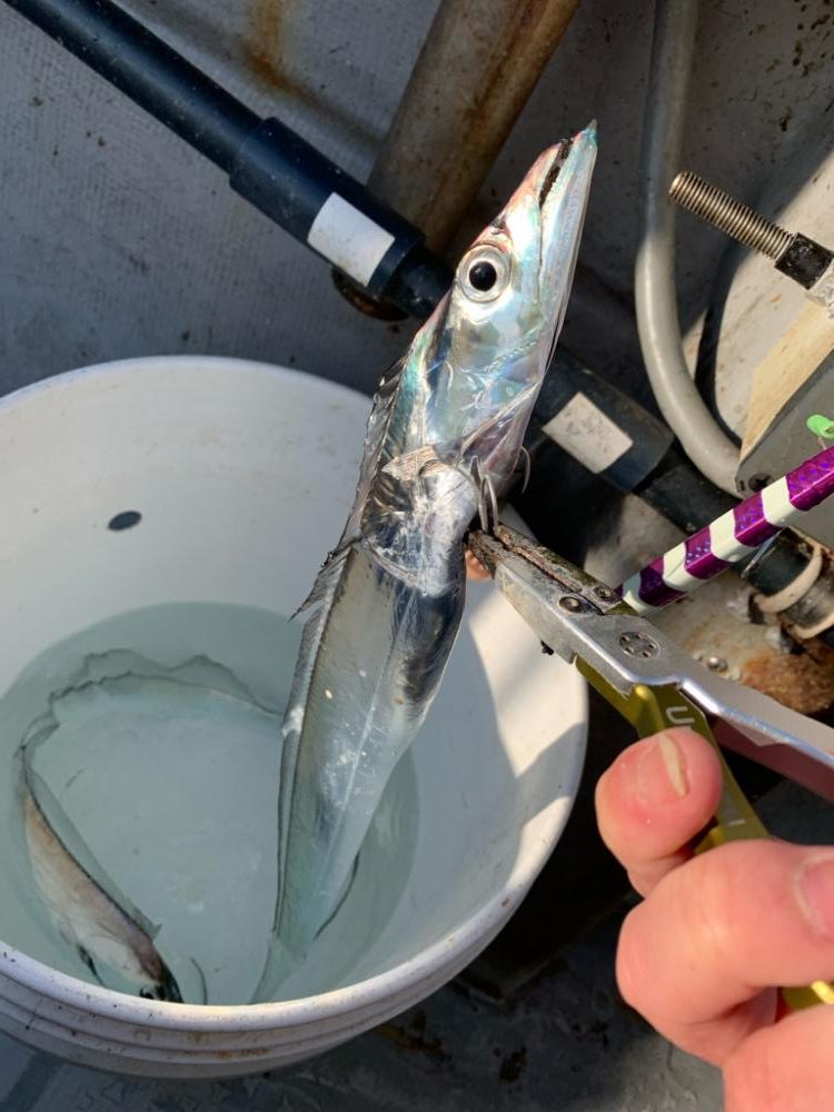 タチウオジギングは厳しかった。