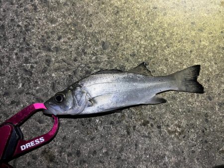 シーバスを探して三千里 Vol.6