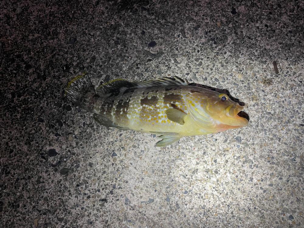 ヤエンのつもりがまさかの