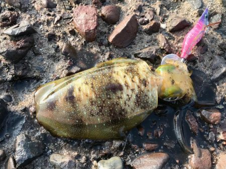 エギング・ショアジギング