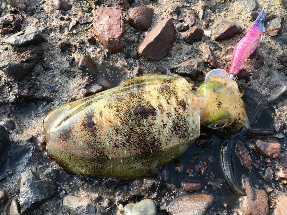 エギング・ショアジギング