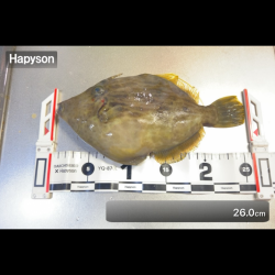 カワハギ/カワハギ仕掛け