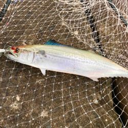 岸和田一文字、ちょっと良くなってきたにゃ?