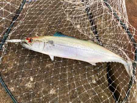 岸和田一文字、ちょっと良くなってきたにゃ?