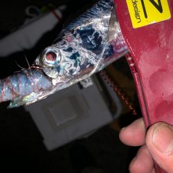 今日もタチウオ！