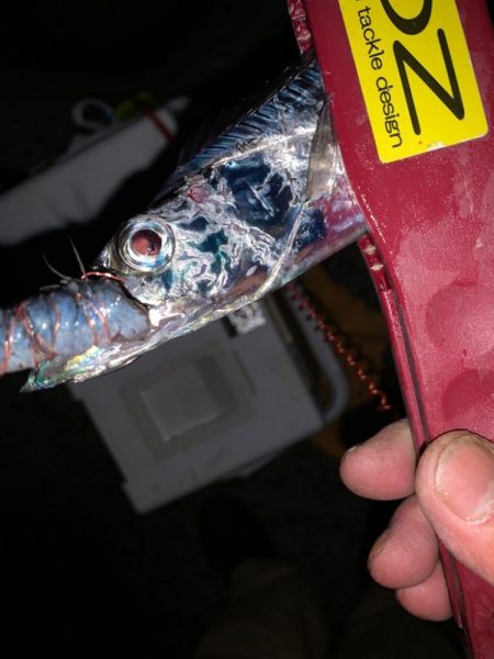 今日もタチウオ！