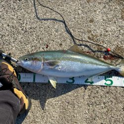 ルアー　ハマチ