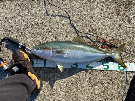 ルアー　ハマチ