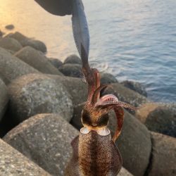 アオリイカ  潮が大事(^｡^)