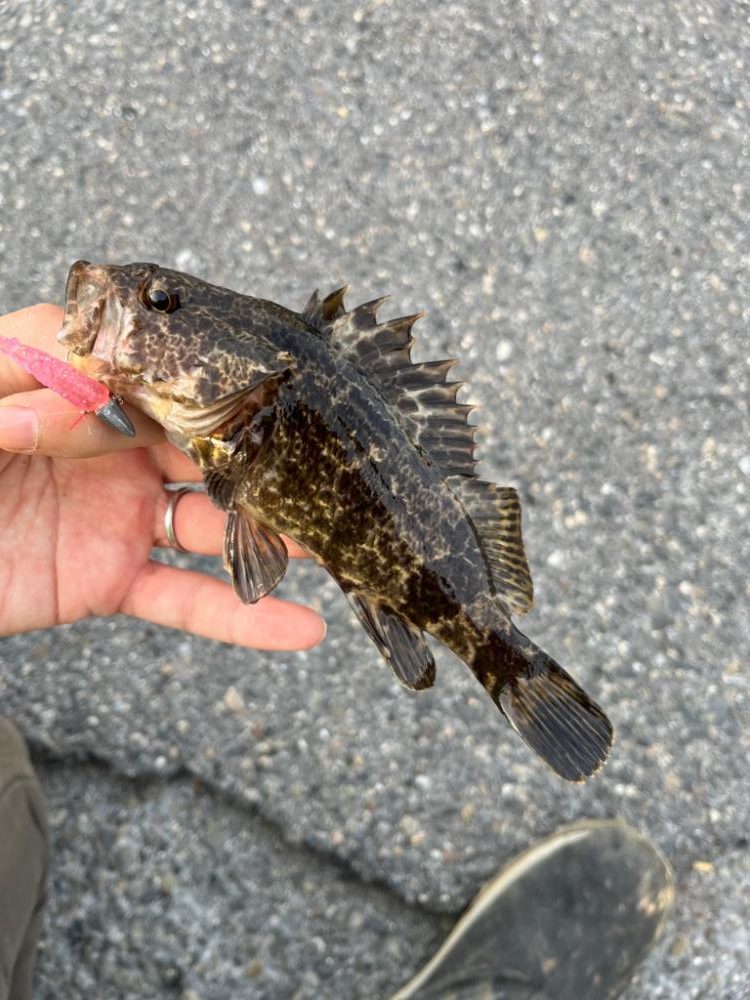 三重県北部湾奥ライトゲーム