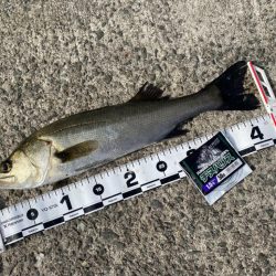 久しぶりの良い天気の釣り日和