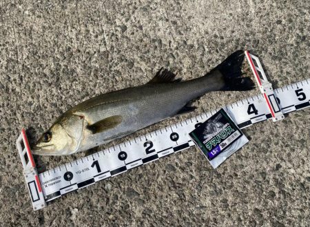 久しぶりの良い天気の釣り日和