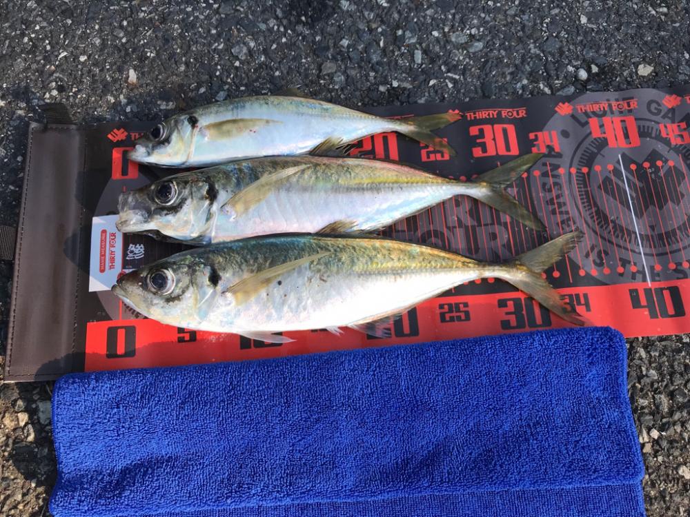 早朝〜夕まずめアジング