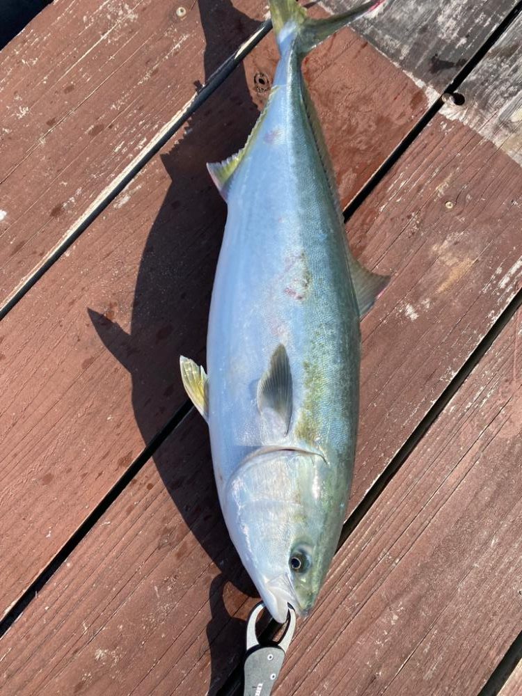 じゃのひれ　海上釣り堀