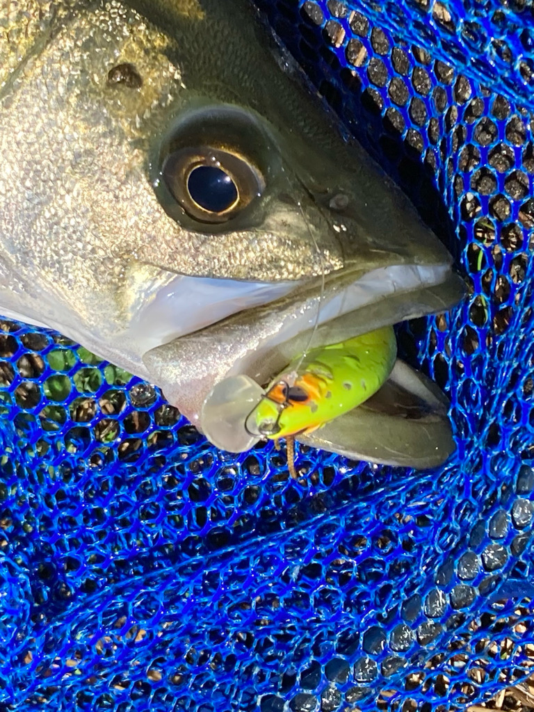 シーバスフィッシング